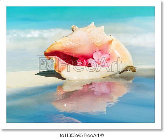 560x470 Free Art Print Of Conch Shell On The Beach Sand. Caribbean - Conch Shell Watercolor