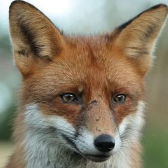 340x340 Photo To Watercolor Painting Converter - Convert Picture To Watercolor