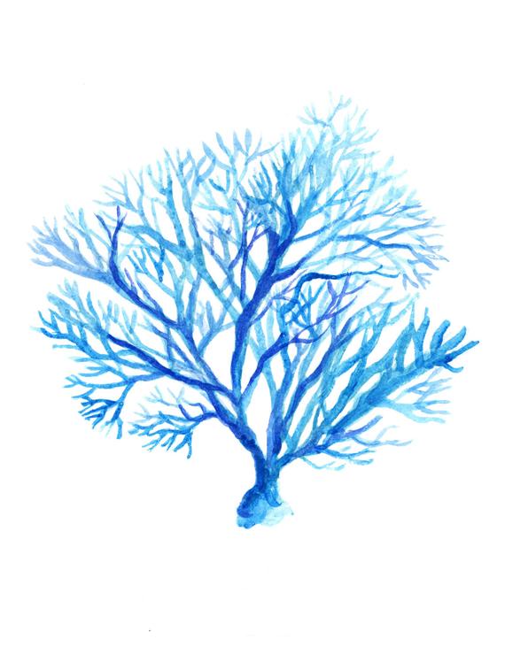 570x731 Coral Watercolor Painting Blue Coral Watercolor Art Sea Life Etsy - Coral Watercolor