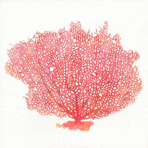 473x473 Coral - Coral Watercolor