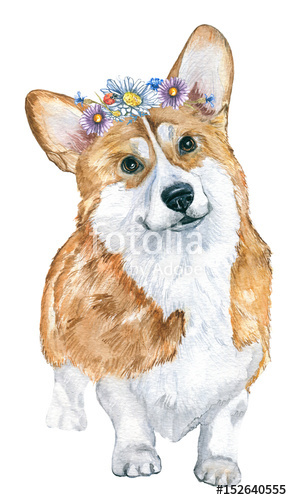 292x500 Dog Corgi. Watercolor Sketch. Stock Photo And Royalty Free Images - Corgi Watercolor