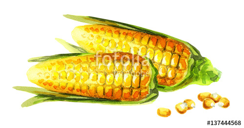 500x262 Corn On The Cob. Watercolor Stock Photo And Royalty Free Images - Corn Watercolor
