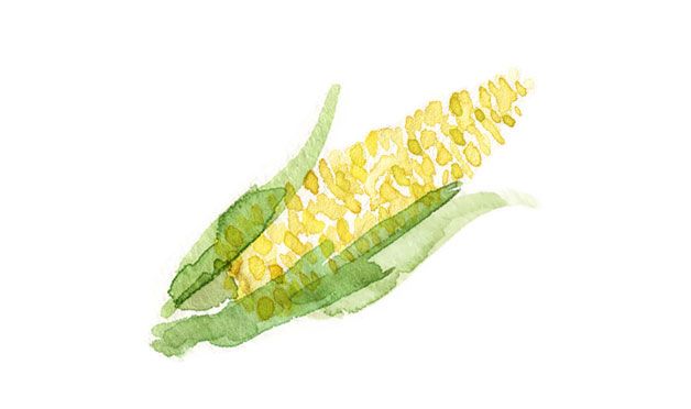 628x372 Corn Watercolor Illustration For The Dog Foodie By Joan Rho - Corn Watercolor