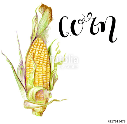 500x490 Corn Watercolor Illustration With Lettering Stock Photo And - Corn Watercolor