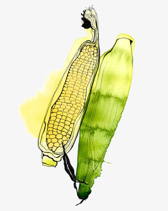 564x705 Drawing Corn, Corn Clipart, Hand Painted Corn, Watercolor Png - Corn Watercolor