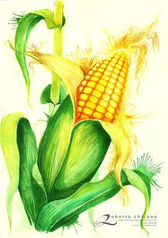 236x334 Ears Of Corn Fonts Logos Icons Watercolor - Corn Watercolor