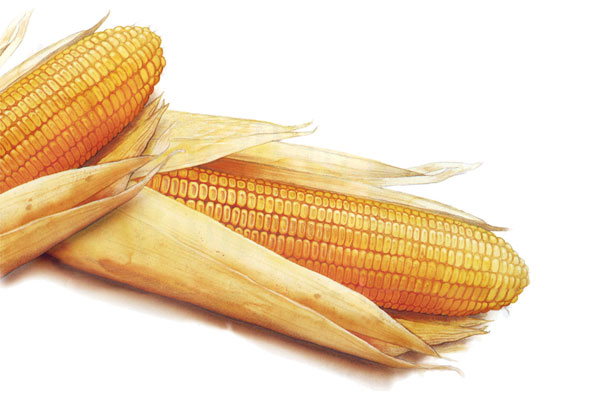 600x400 Kermit Solheim Iowa Illustrator Watercolor - Corn Watercolor