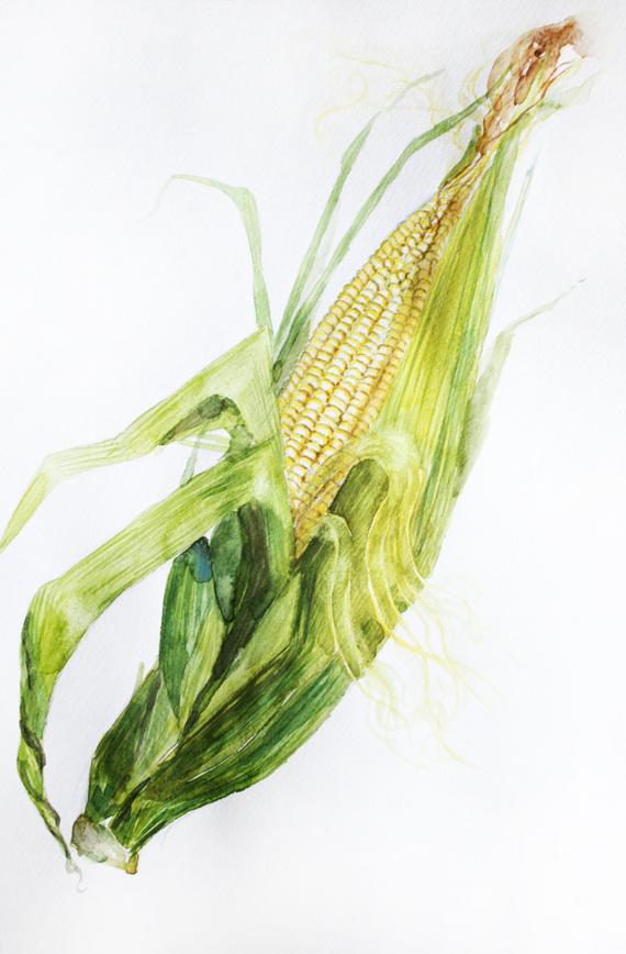 570x868 Original Watercolor Corn Corn Watercolor Decor For Kitchen Etsy - Corn Watercolor
