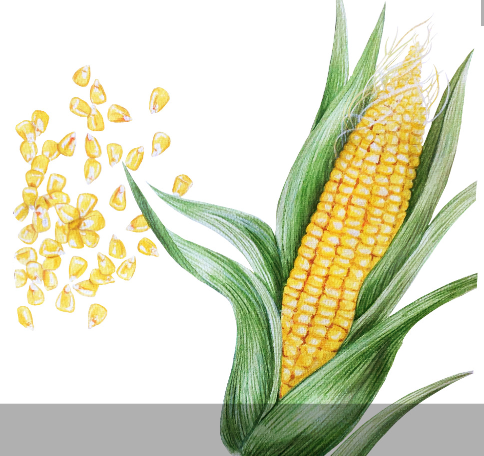 969x914 Watercolor Botanical Silverleaf - Corn Watercolor