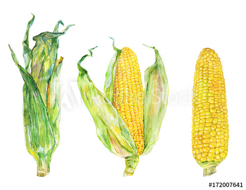 500x386 Watercolor Set Of Corn Cobs With Leafs. Hand Drawn Maize, Zea - Corn Watercolor