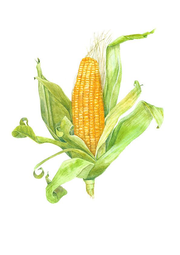 595x842 Corn Watercolor On Behance Botanical Behance - Corn Watercolor