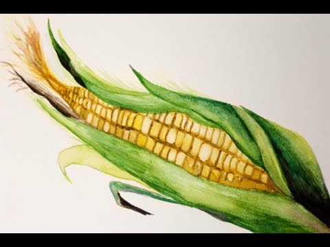480x360 Autumn Corn - Corn Watercolor