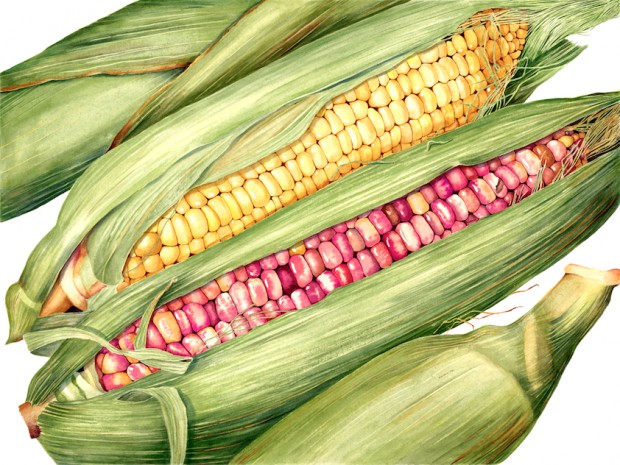 620x465 Corn Sally Jacobs - Corn Watercolor