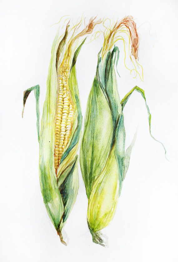 570x837 Corn Original Watercolor, Corn Watercolor, Art Decor, Garden Gifts - Corn Watercolor