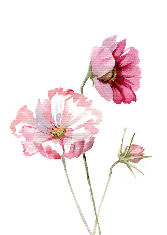 570x800 Cosmos Flower Watercolor Botanic Painting Giclee Print - Cosmos Watercolor