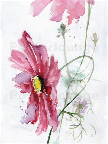 375x500 Verbrugge Watercolor Cosmos Flower Watercolor Poster Posterlounge - Cosmos Watercolor
