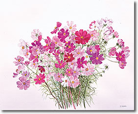 282x233 Suisaiga E - Cosmos Watercolor