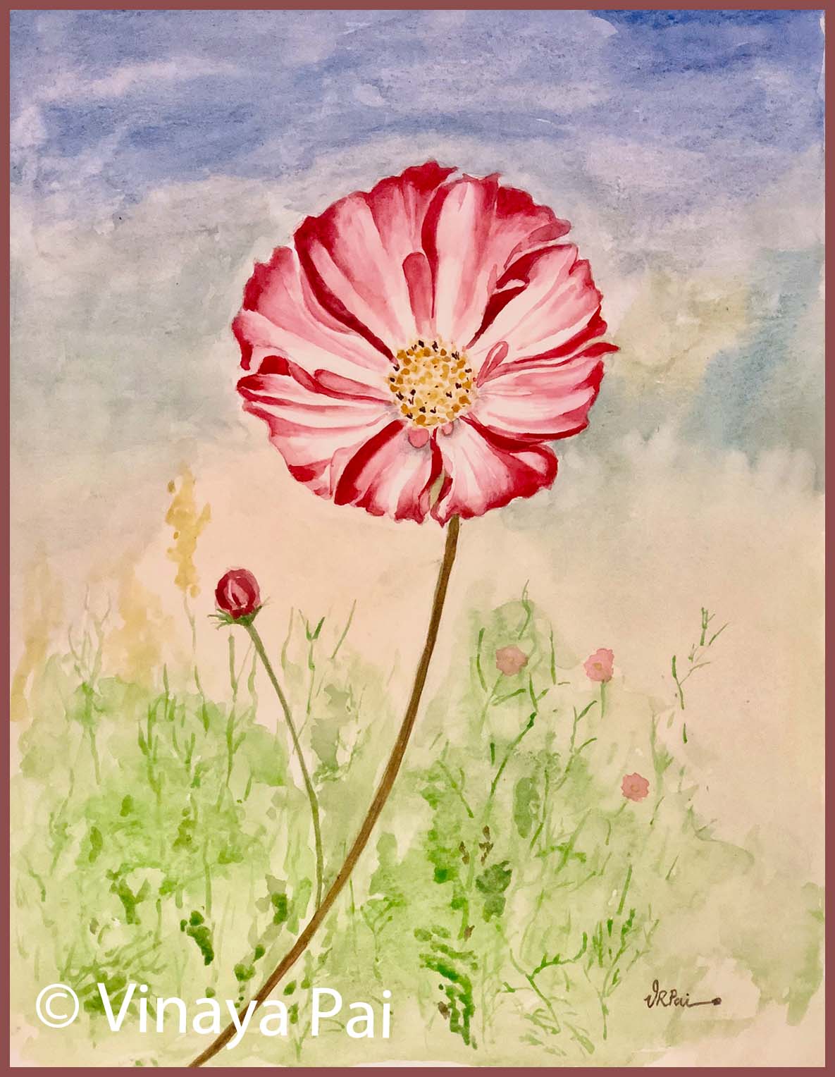 1185x1528 Cosmos( Watercolor) - Cosmos Watercolor
