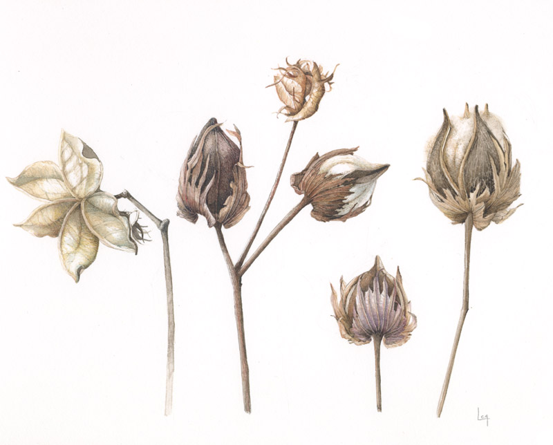 800x644 Original Watercolor - Cotton Watercolor