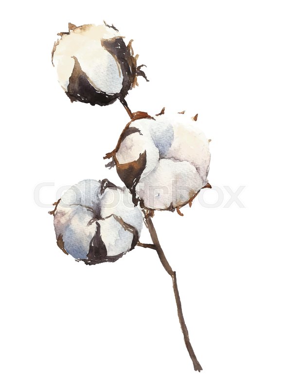 586x800 Watercolor Cotton Plant Branch Isolated On White Background. Hand - Cotton Watercolor