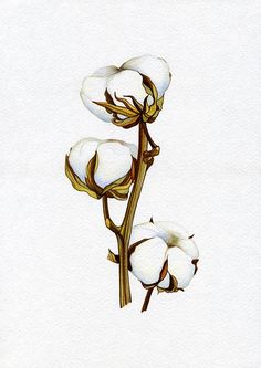 236x333 Cotton Boll Watercolor Painting Original, Farmhouse Decor, Wall - Cotton Watercolor