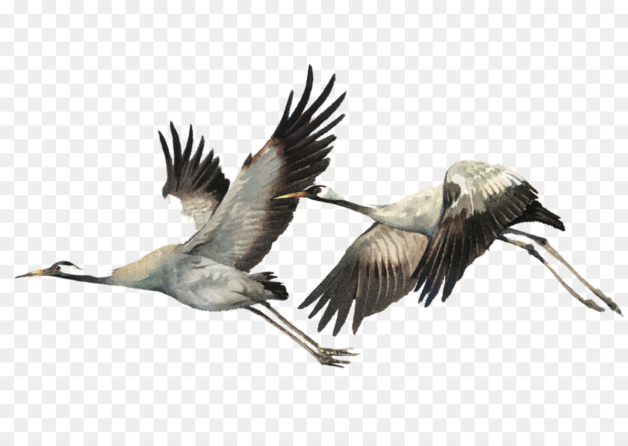 900x640 Bird Watercolor Painting Illustration - Crane Watercolor