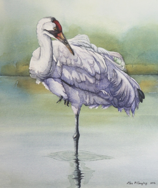 Crane Watercolor at PaintingValley.com | Explore collection of Crane ...