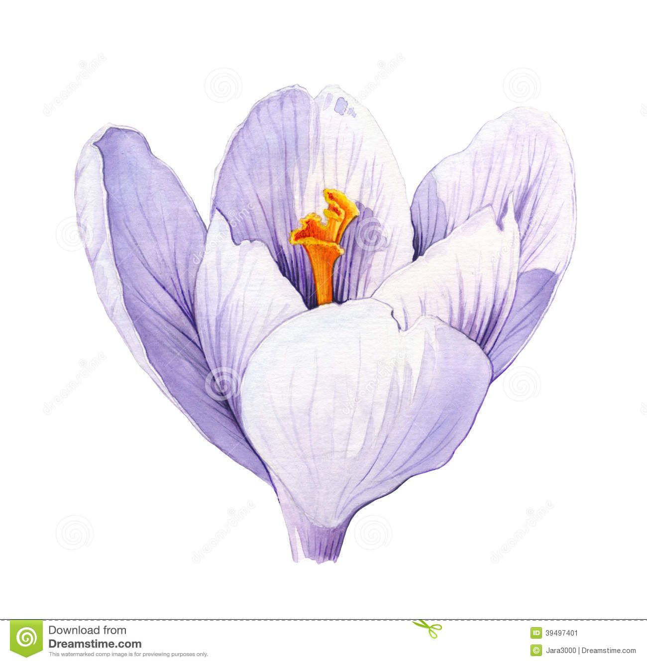 1300x1334 Crocus. Watercolor Illustration Watercolour Cards - Crocus Watercolor