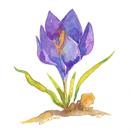 498x507 First Crocus Watercolor Art Card - Crocus Watercolor