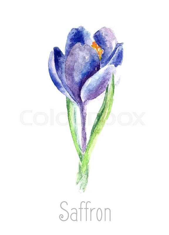 576x800 Hand Drawn Watercolor Botanical Illustration Of The Saffron Plant - Crocus Watercolor