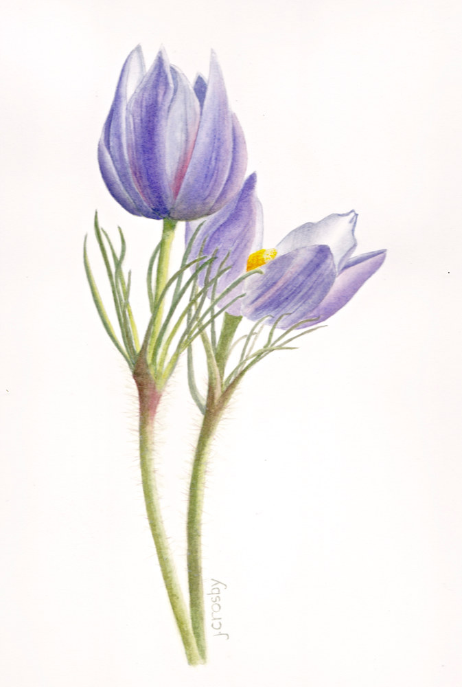 673x1000 Prairie Crocus, Manitoba - Crocus Watercolor