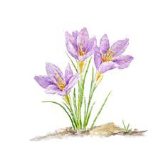236x221 Purple Crocus Watercolor Print Minature Water Colors - Crocus Watercolor