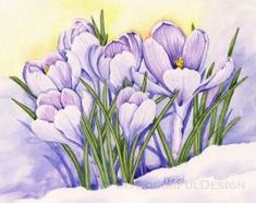 235x186 Spring Crocus Watercolor Art By Dave Oppegard - Crocus Watercolor