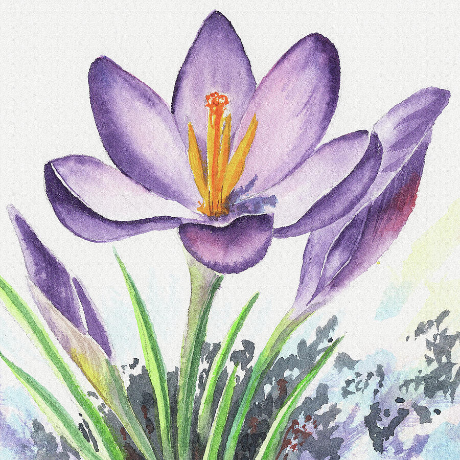 Crocus Watercolor at PaintingValley.com | Explore collection of Crocus ...