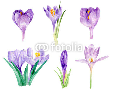 400x322 Watercolor Crocus, Watercolor Illustration, Floral Watercolor - Crocus Watercolor