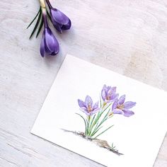 236x236 Crocus Original Watercolor Painting, Crocus Painting, Watercolor - Crocus Watercolor