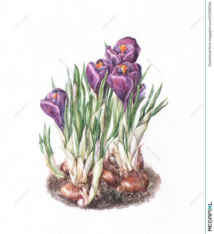 730x800 Crocus Watercolor Painting Illustration 23396344 - Crocus Watercolor