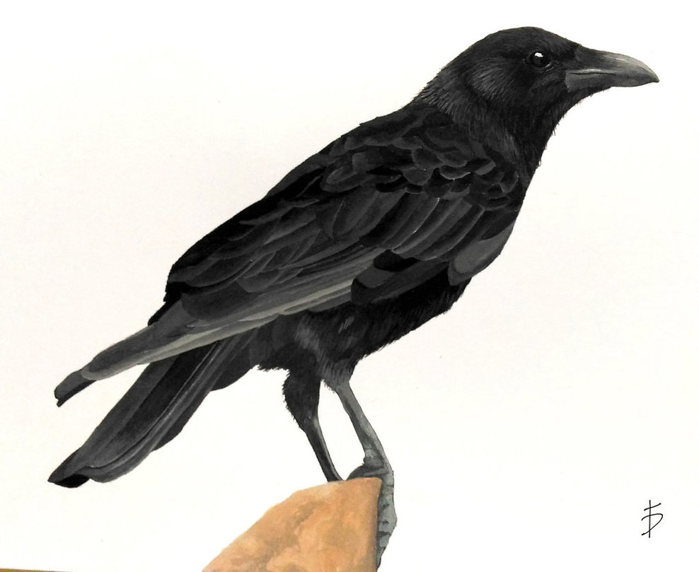 988x809 Crow - Crow Watercolor