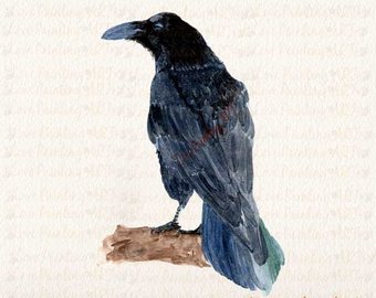 340x270 Crow Watercolor Etsy - Crow Watercolor
