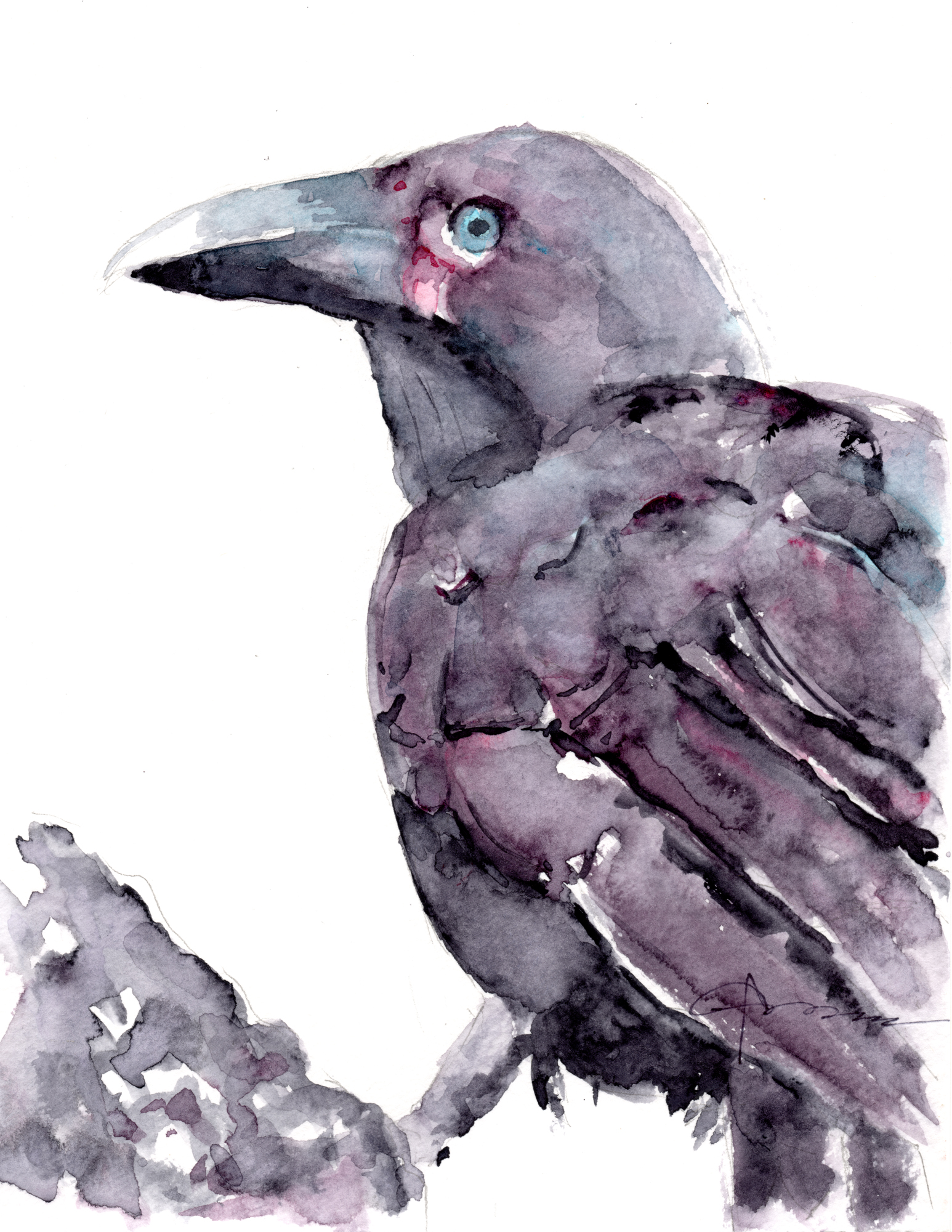 1546x2000 Hawaiian Crow Watercolor Painting - Crow Watercolor