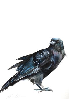 236x340 Watercolor Painting, Original Painting, Crow In Flight, Large - Crow Watercolor