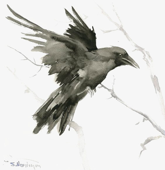 564x580 Crow, Hand Painted Crow, Watercolor Crow, Birds Png Image And - Crow Watercolor