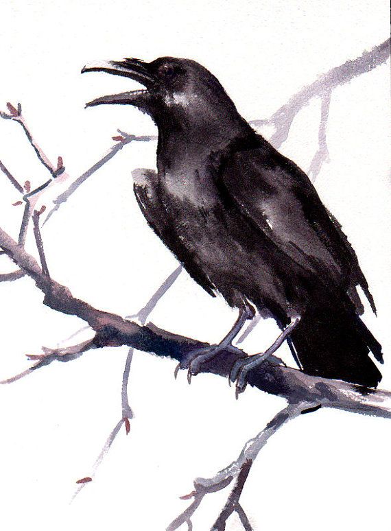 570x774 Crow, Original Watercolor Painting, 12 X 9 In, Black And White - Crow Watercolor