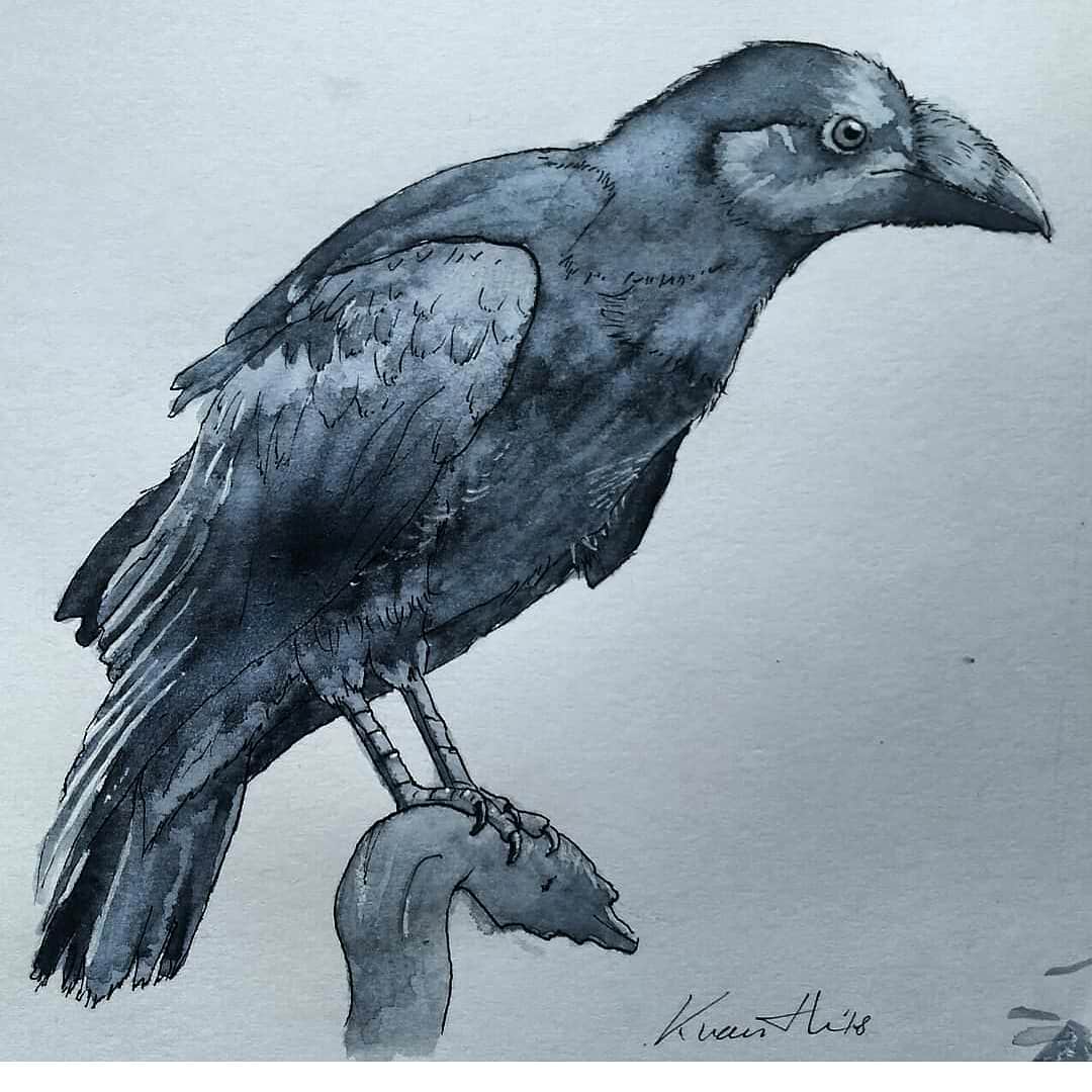 1080x1080 Crow, Watercolor, A4 Art - Crow Watercolor