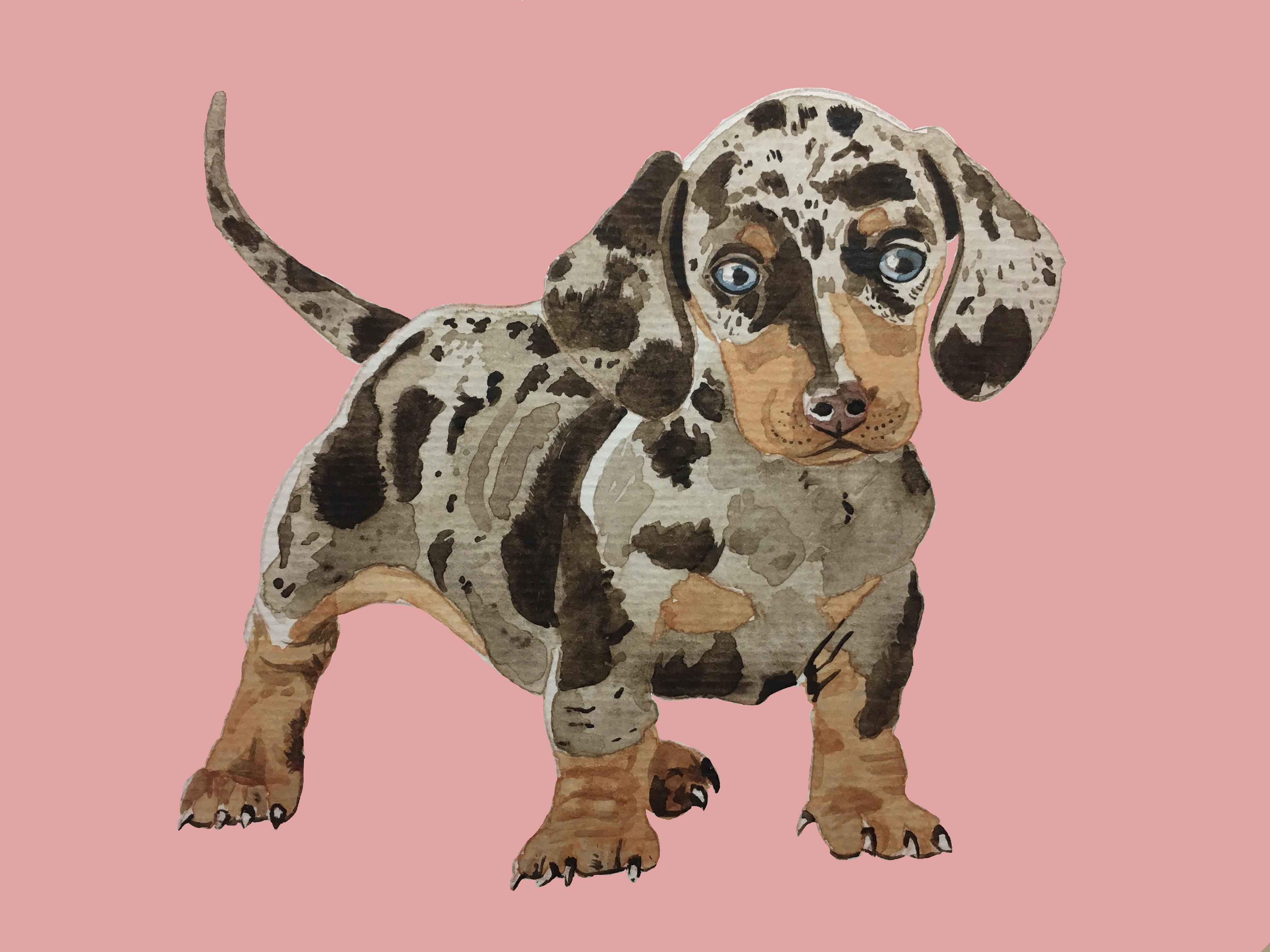 4032x3024 Dapple Dachshund, Watercolor Amp Digital Background Watercolor - Dachshund Watercolor