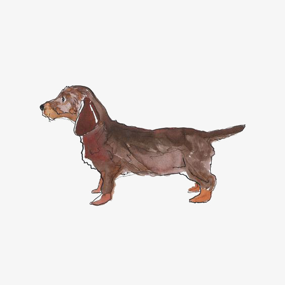 564x564 Watercolor Dachshund, Watercolor Clipart, Hand Painted Puppy - Dachshund Watercolor