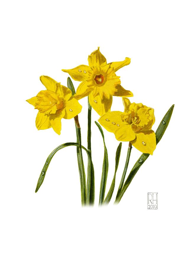 653x900 Daffodil Watercolor Paintings Fine Art America - Daffodil Watercolor