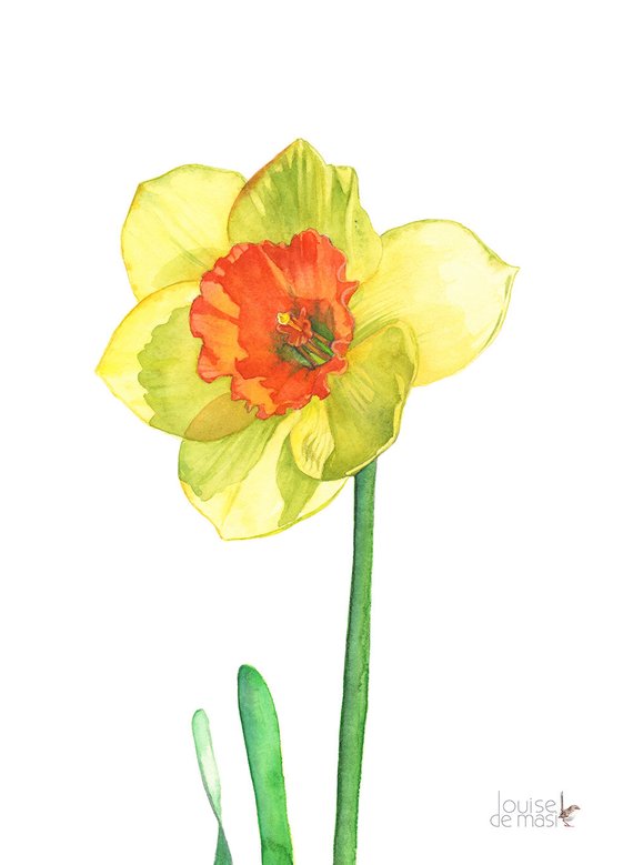 570x779 Daffodil Print Of Watercolor Painting A3 Size D13716 Etsy - Daffodil Watercolor