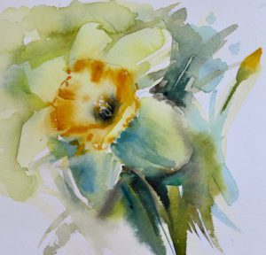 300x288 Daffodils Kaye Parmenter - Daffodil Watercolor