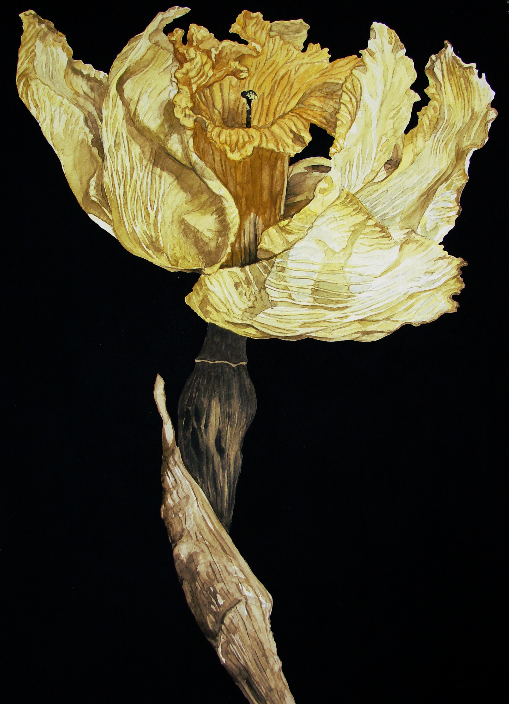 1952x2700 Dried Daffodil Watercolor Illustrations - Daffodil Watercolor